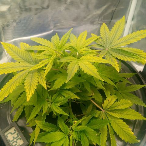 Northern Lights X Big Bud  Autoflower Feminised growlog timeline photo