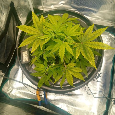 Northern Lights X Big Bud  Autoflower Feminised growlog timeline photo