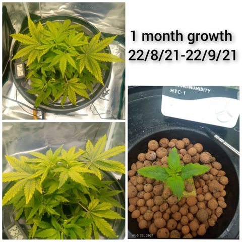 Northern Lights X Big Bud  Autoflower Feminised growlog photo: 1 month growth 18 days wrong nutes stunted