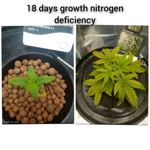 Northern Lights X Big Bud  Autoflower Feminised growlog timeline photo