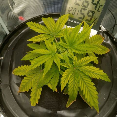 Northern Lights X Big Bud  Autoflower Feminised growlog timeline photo