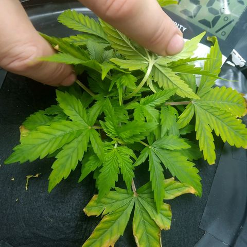 Northern Lights X Big Bud  Autoflower Feminised growlog timeline photo