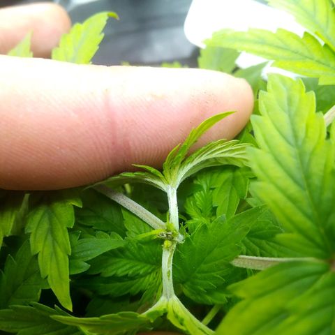 Northern Lights X Big Bud  Autoflower Feminised growlog timeline photo