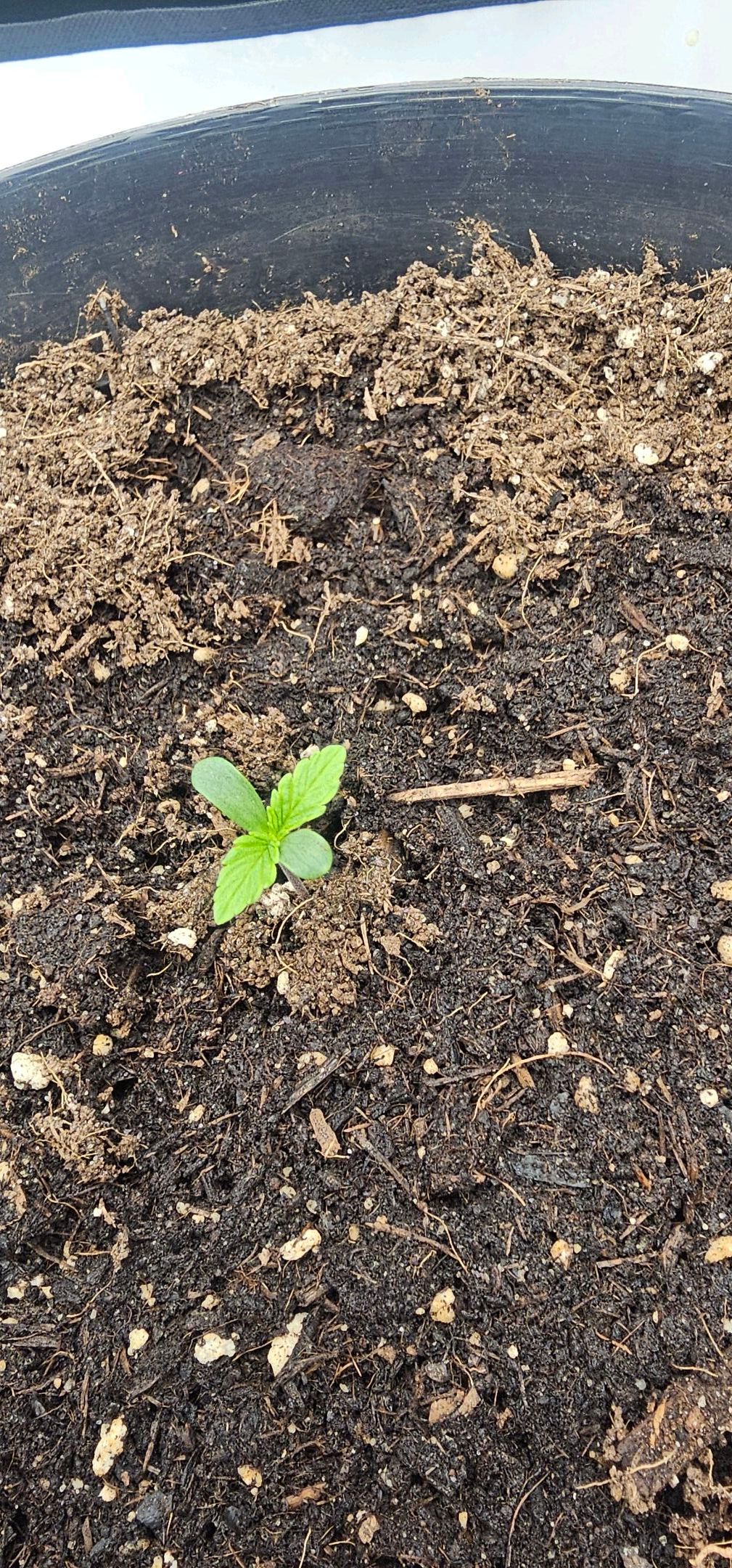 Die Königin growlog photo 6