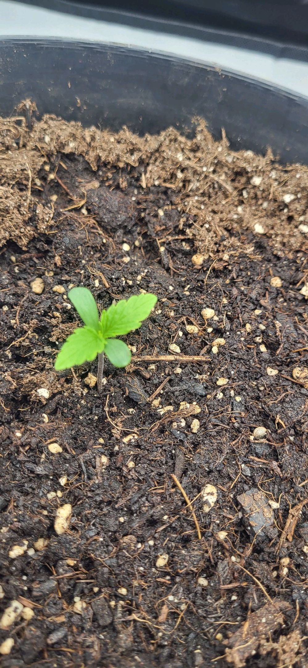 Die Königin growlog photo 7