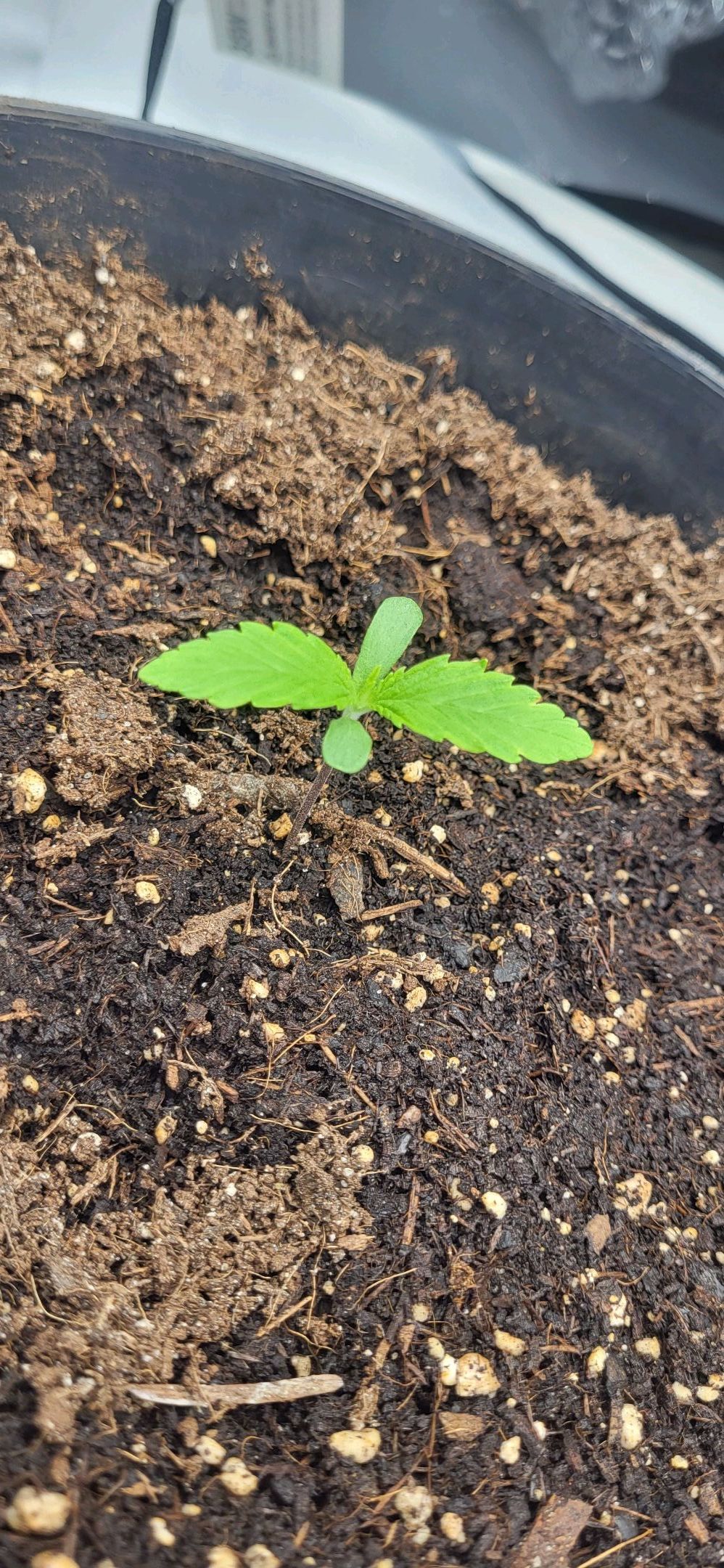 Die Königin growlog photo 9