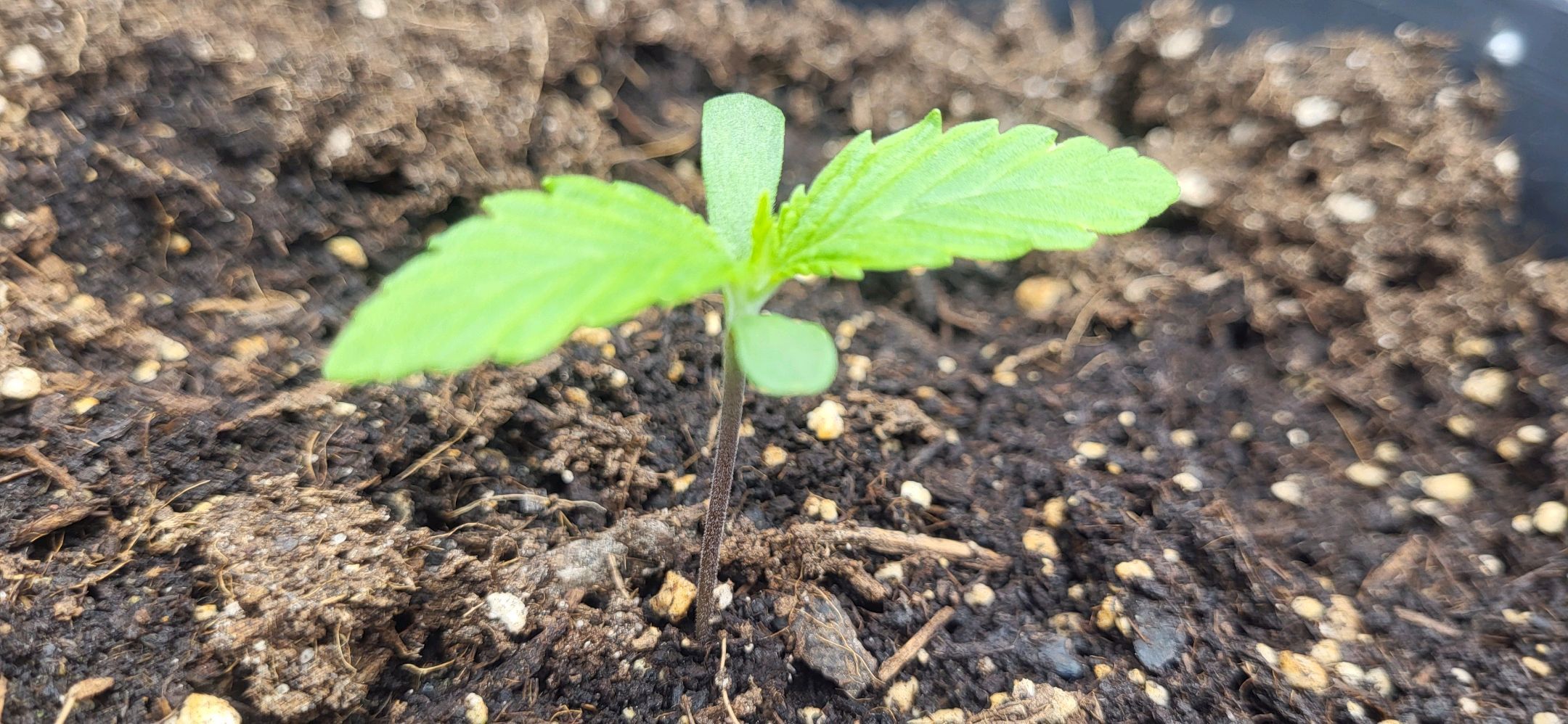 Die Königin growlog photo 8