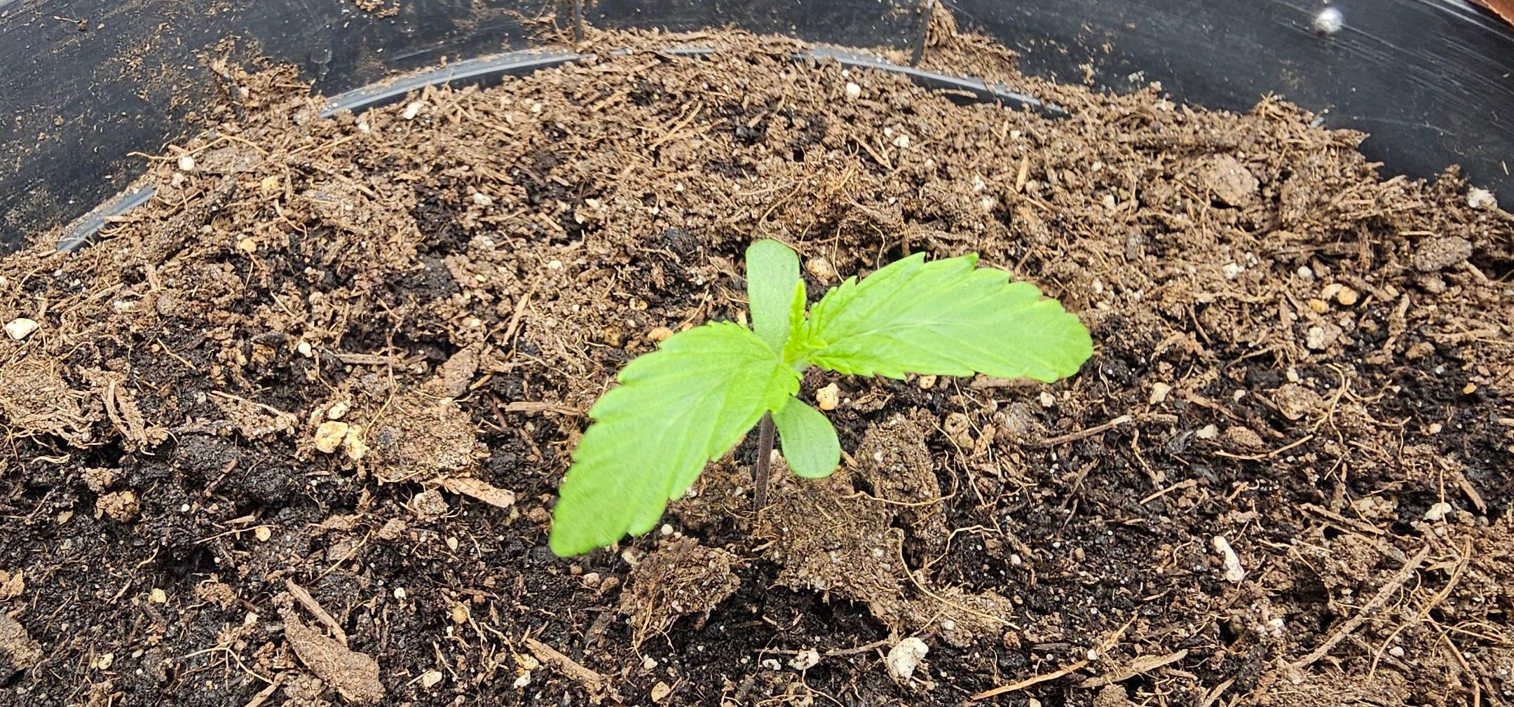 Die Königin growlog photo 10