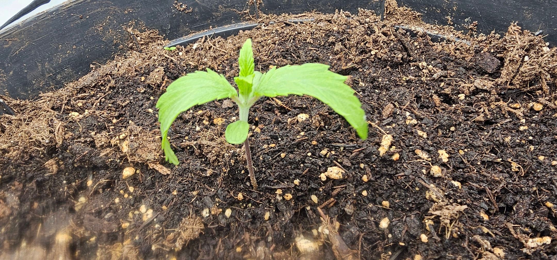 Die Königin growlog photo 12
