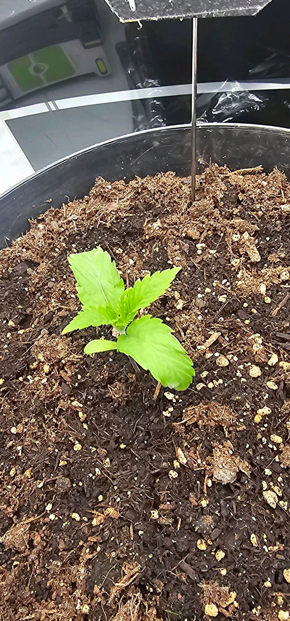 Die Königin growlog photo 13