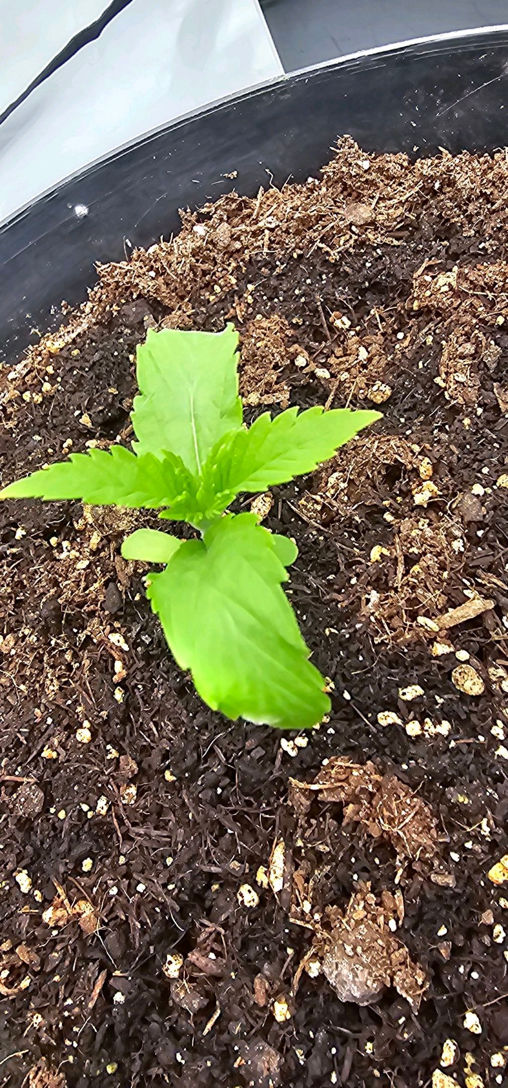 Die Königin growlog photo 14