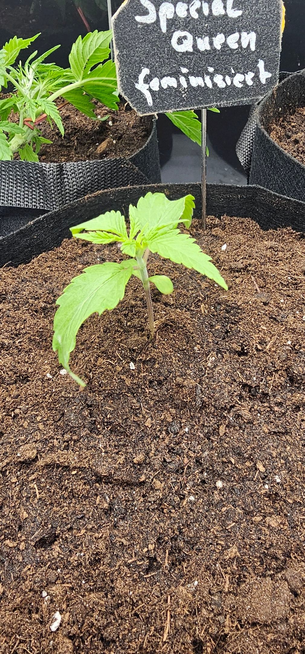 Die Königin growlog photo 16