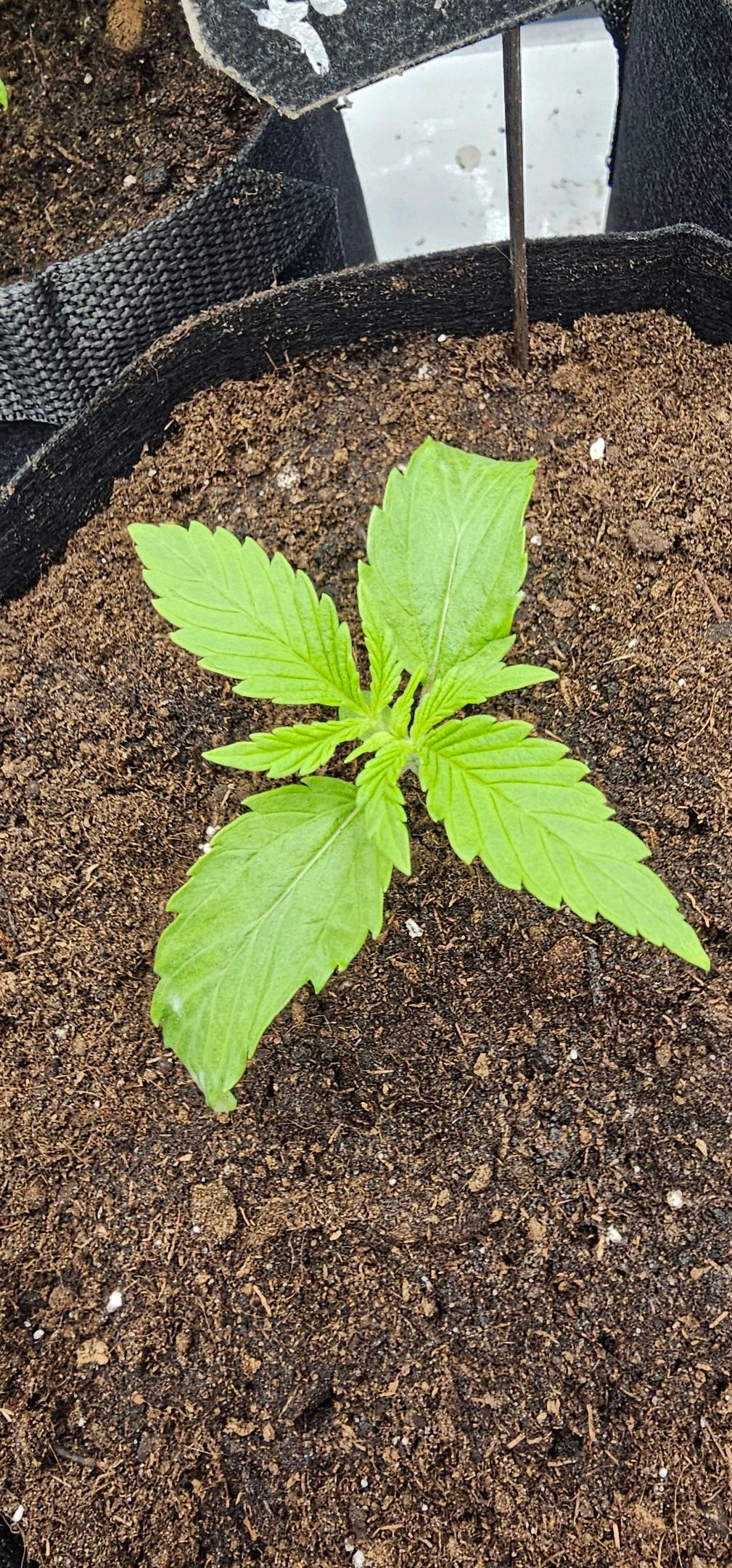 Die Königin growlog photo 17
