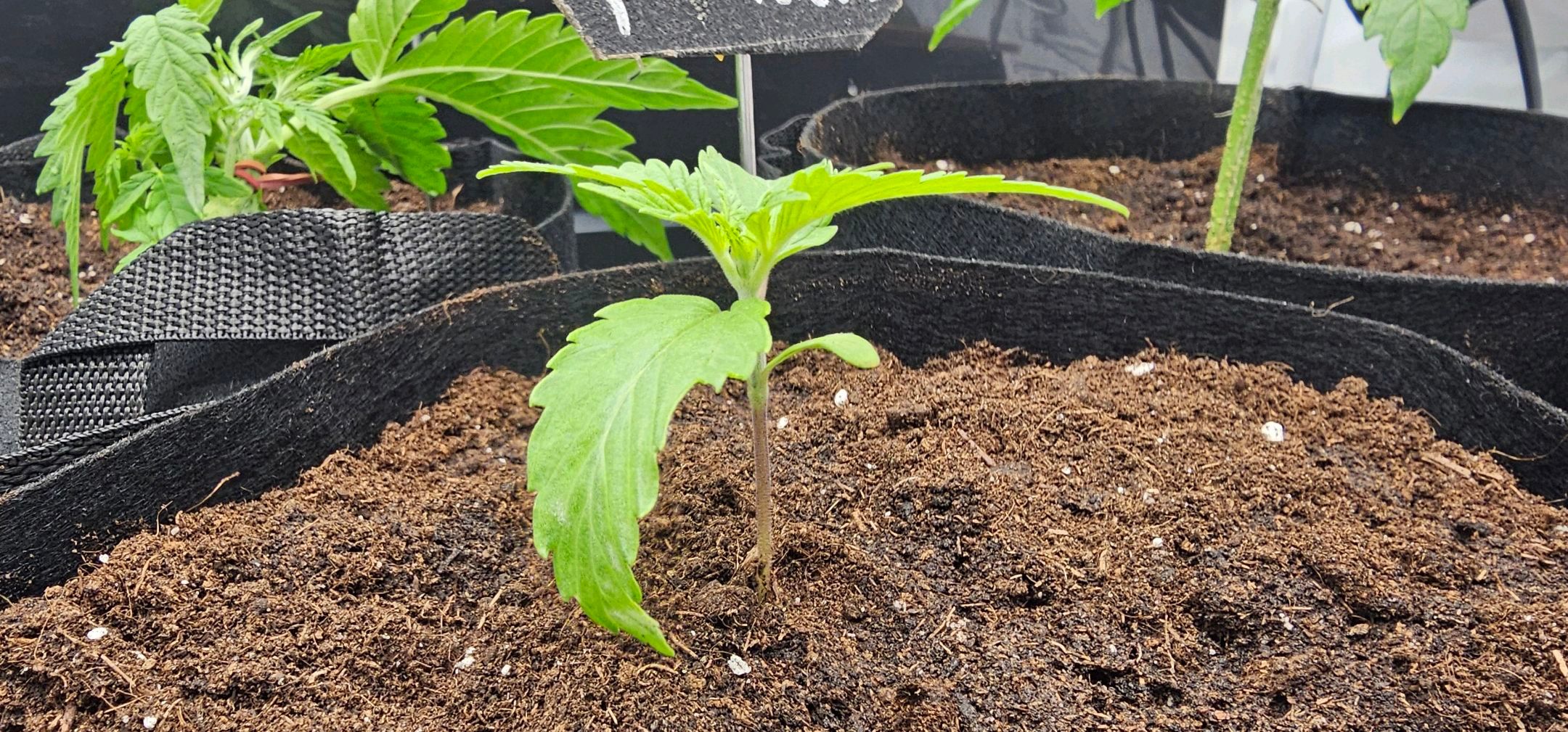 Die Königin growlog photo 15