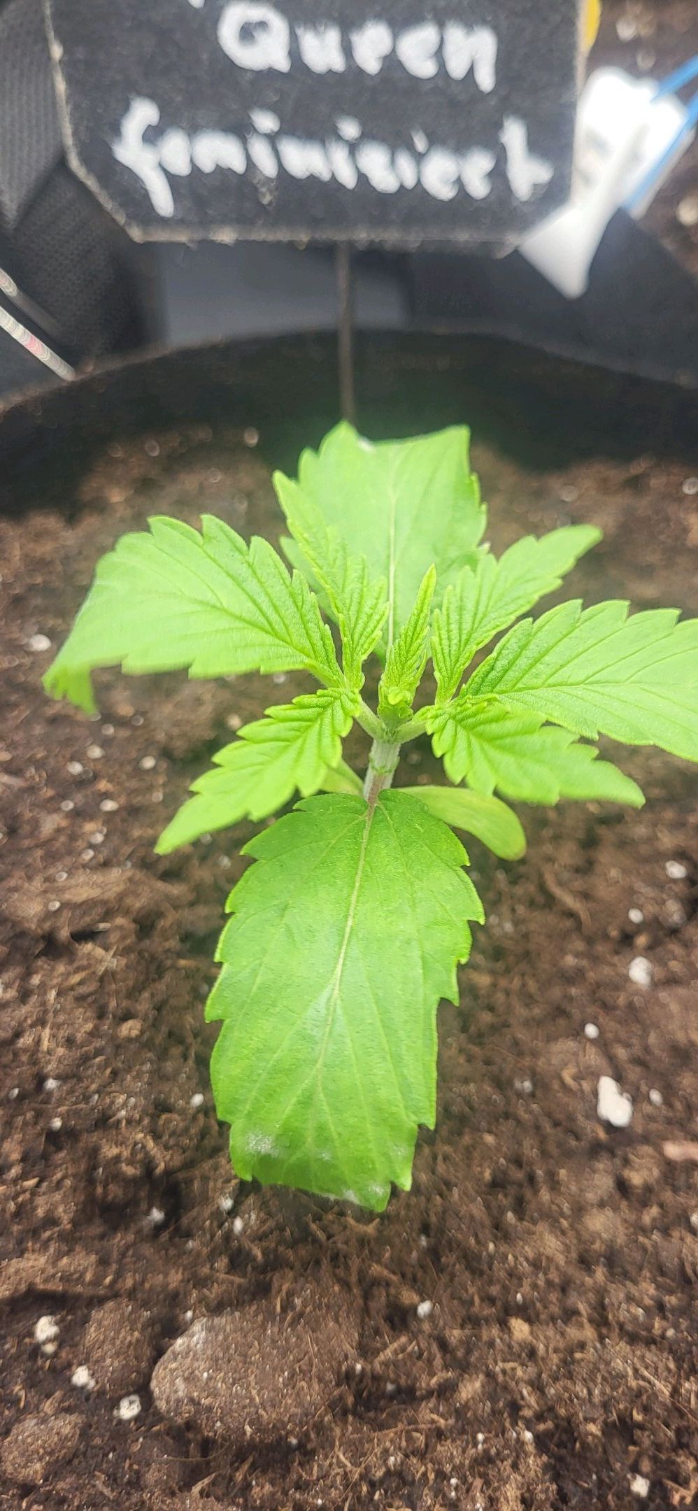 Die Königin growlog photo 18