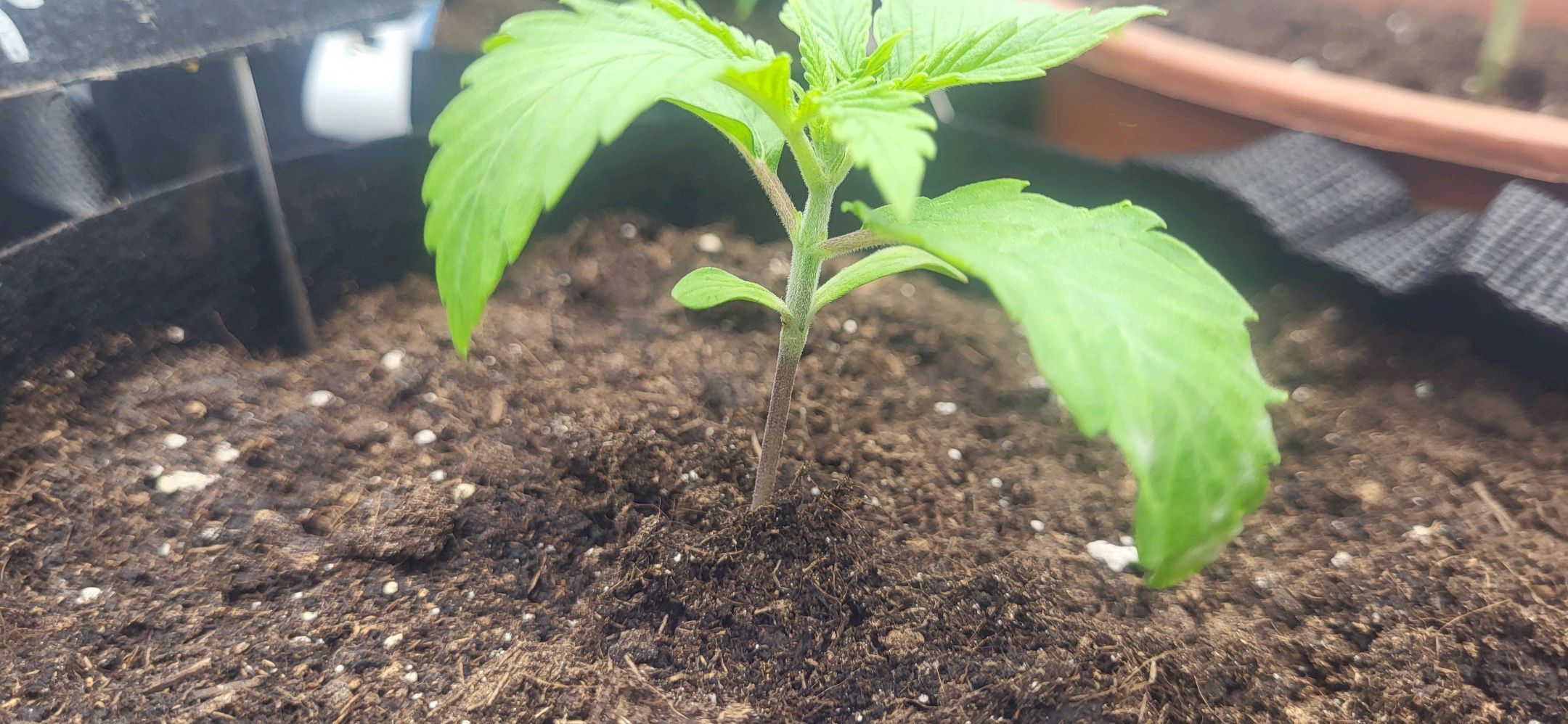 Die Königin growlog photo 19