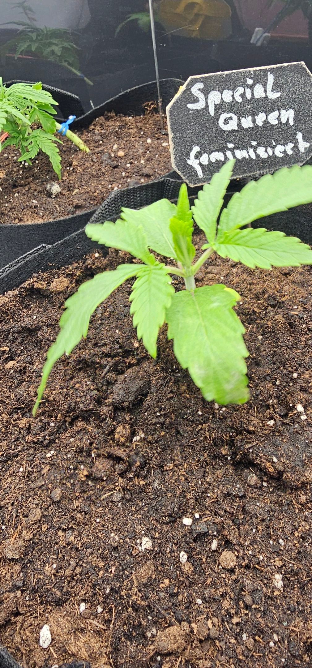 Die Königin growlog photo 20