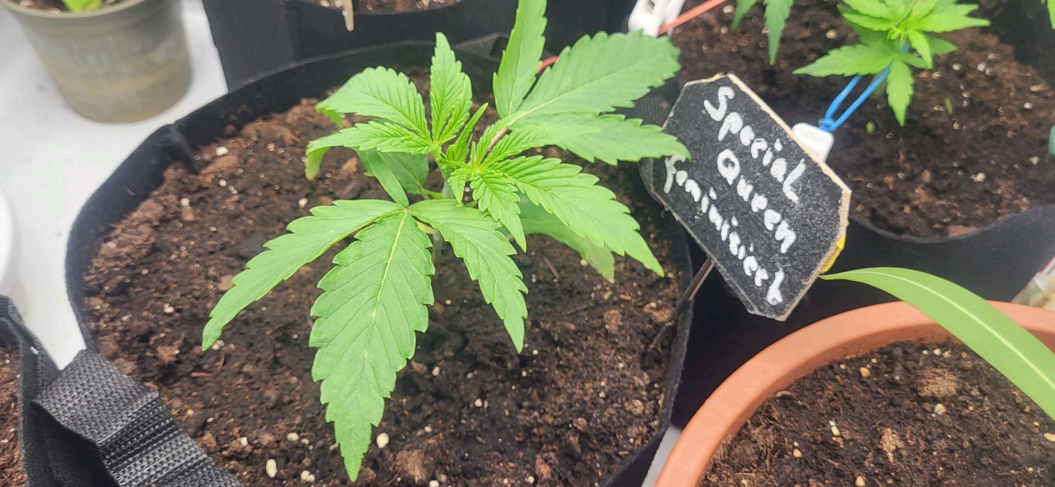 Die Königin growlog photo 21