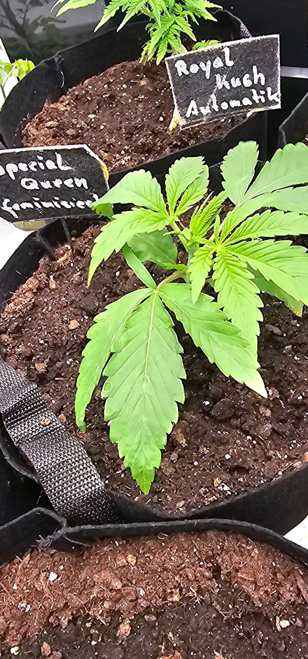 Die Königin growlog photo 22