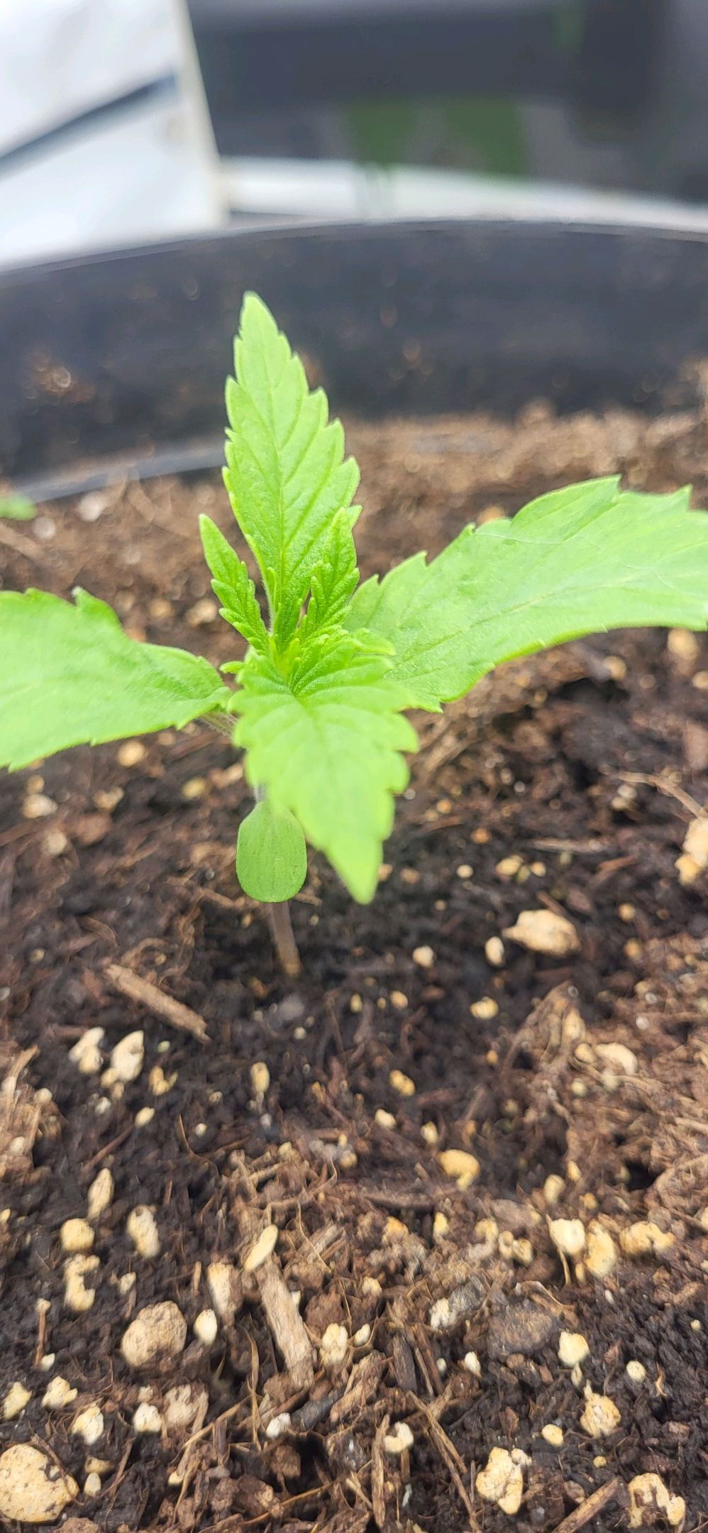 Die Königin growlog photo 23