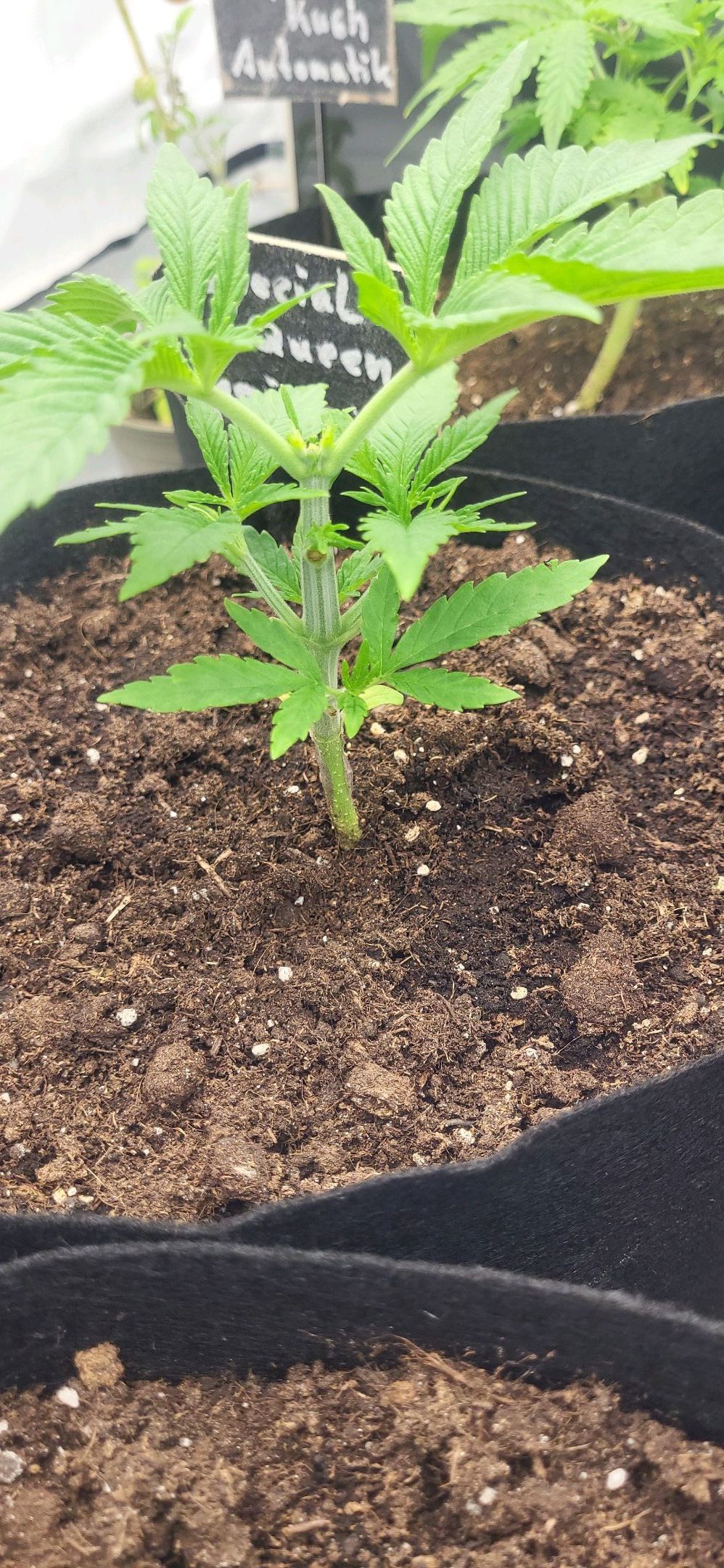 Die Königin growlog photo 25