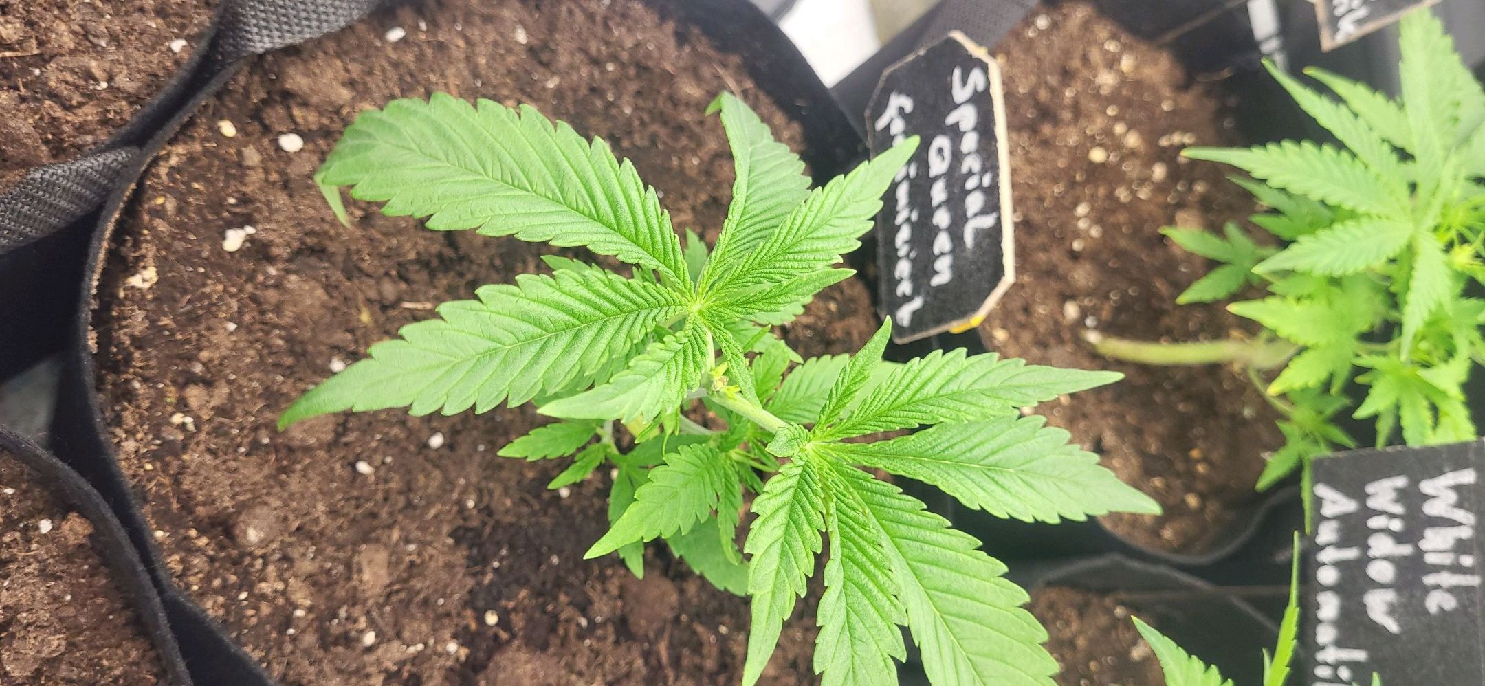 Die Königin growlog photo 24