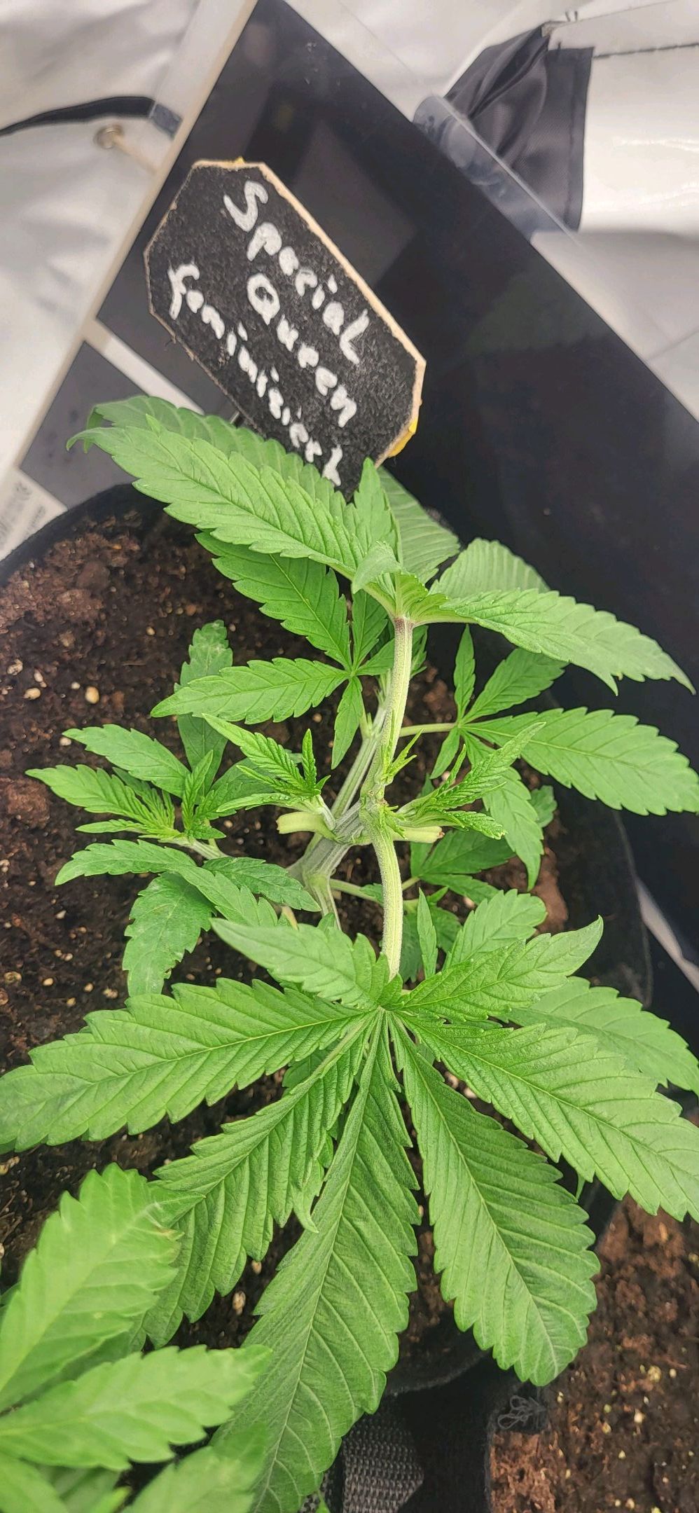 Die Königin growlog photo 26