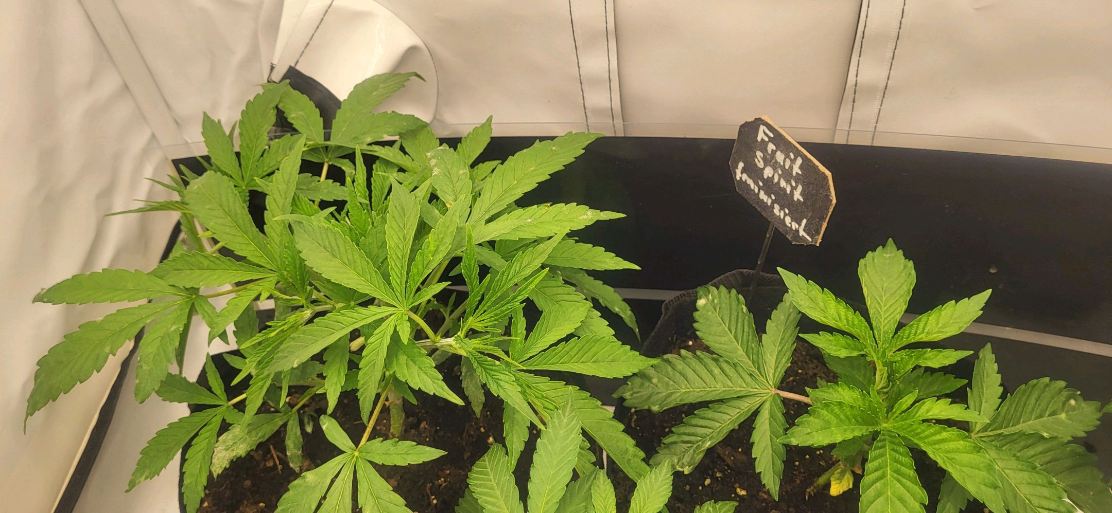 Die Königin growlog photo 27