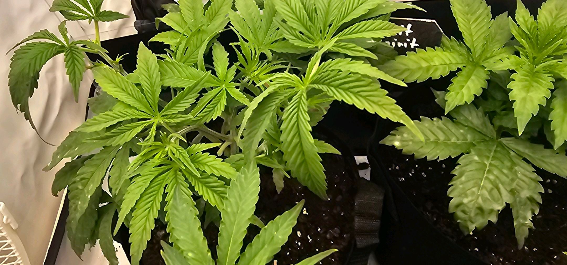 Die Königin growlog photo 28