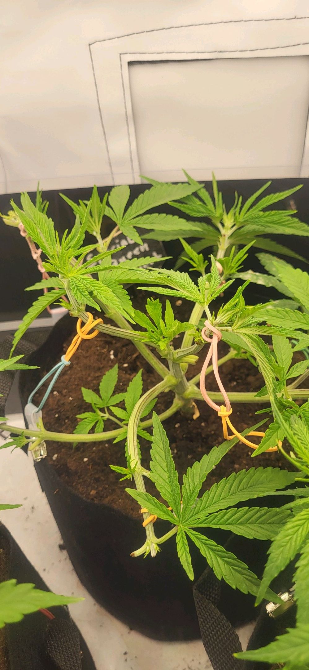 Die Königin growlog photo 29