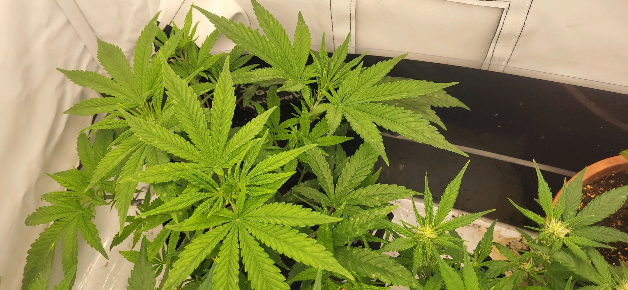 Die Königin growlog photo 31