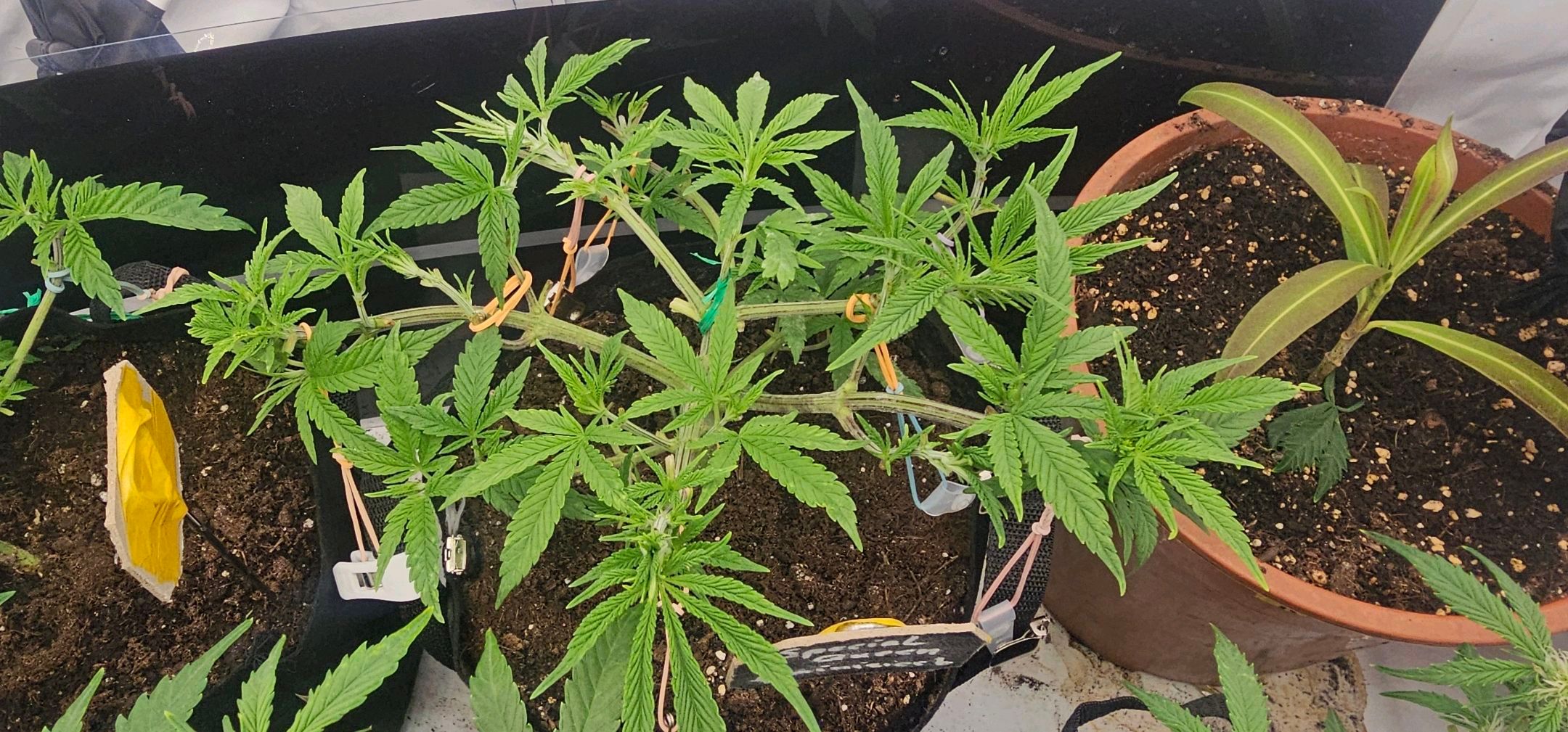 Die Königin growlog photo 32