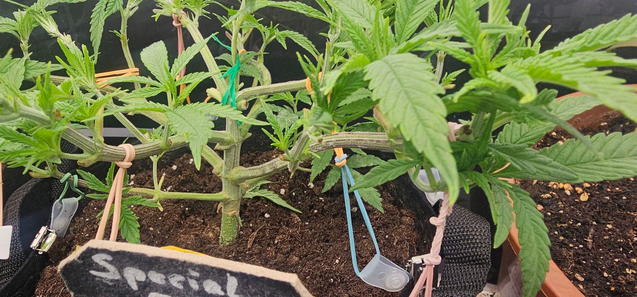 Die Königin growlog photo 30