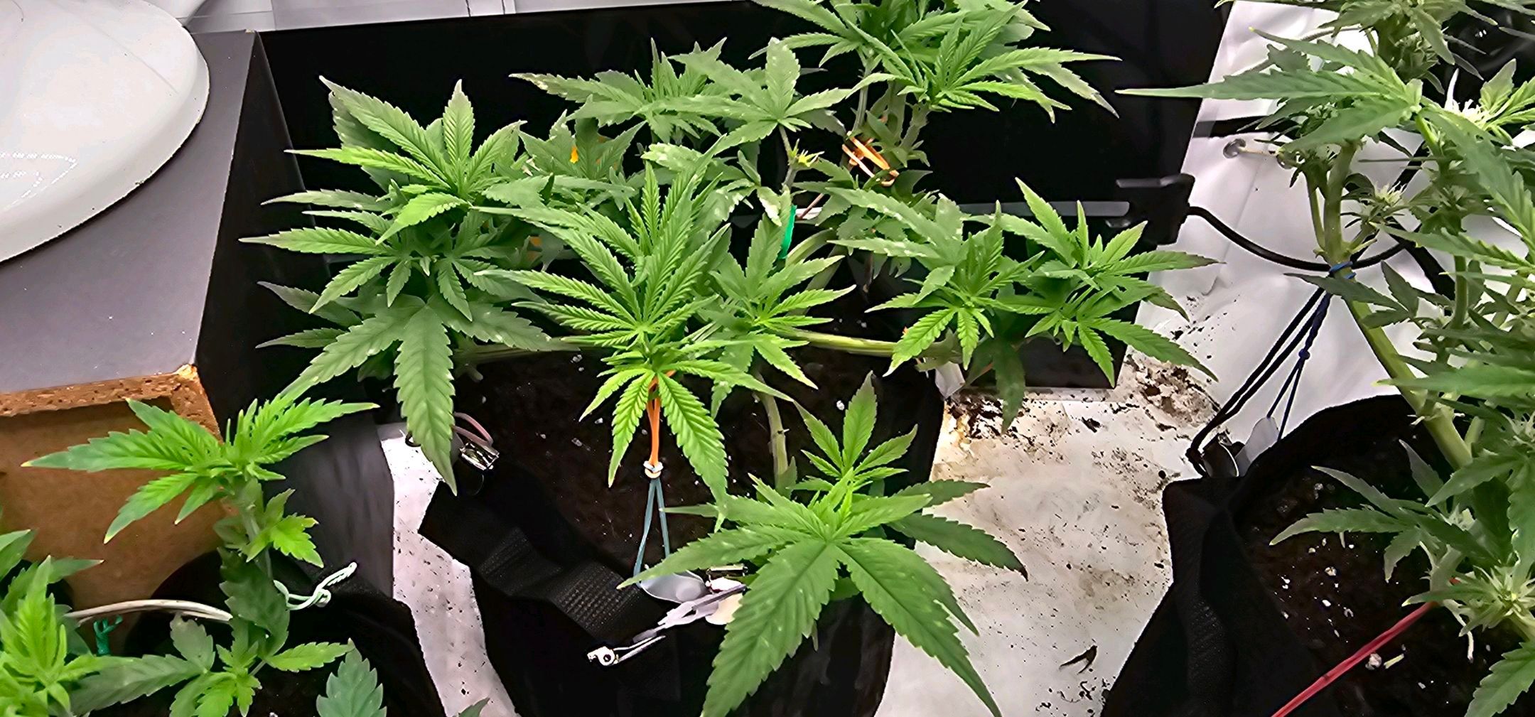 Die Königin growlog photo 34