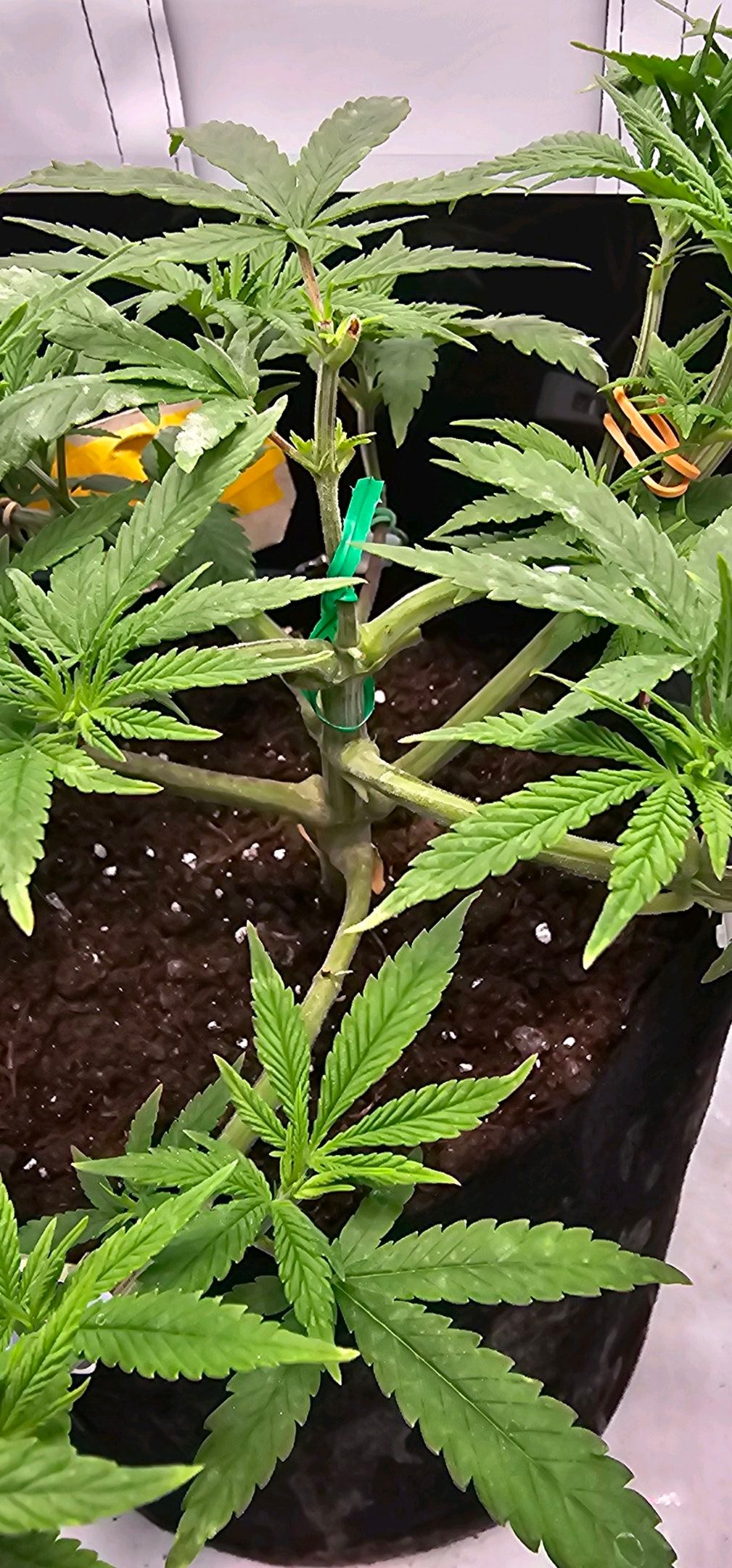 Die Königin growlog photo 33