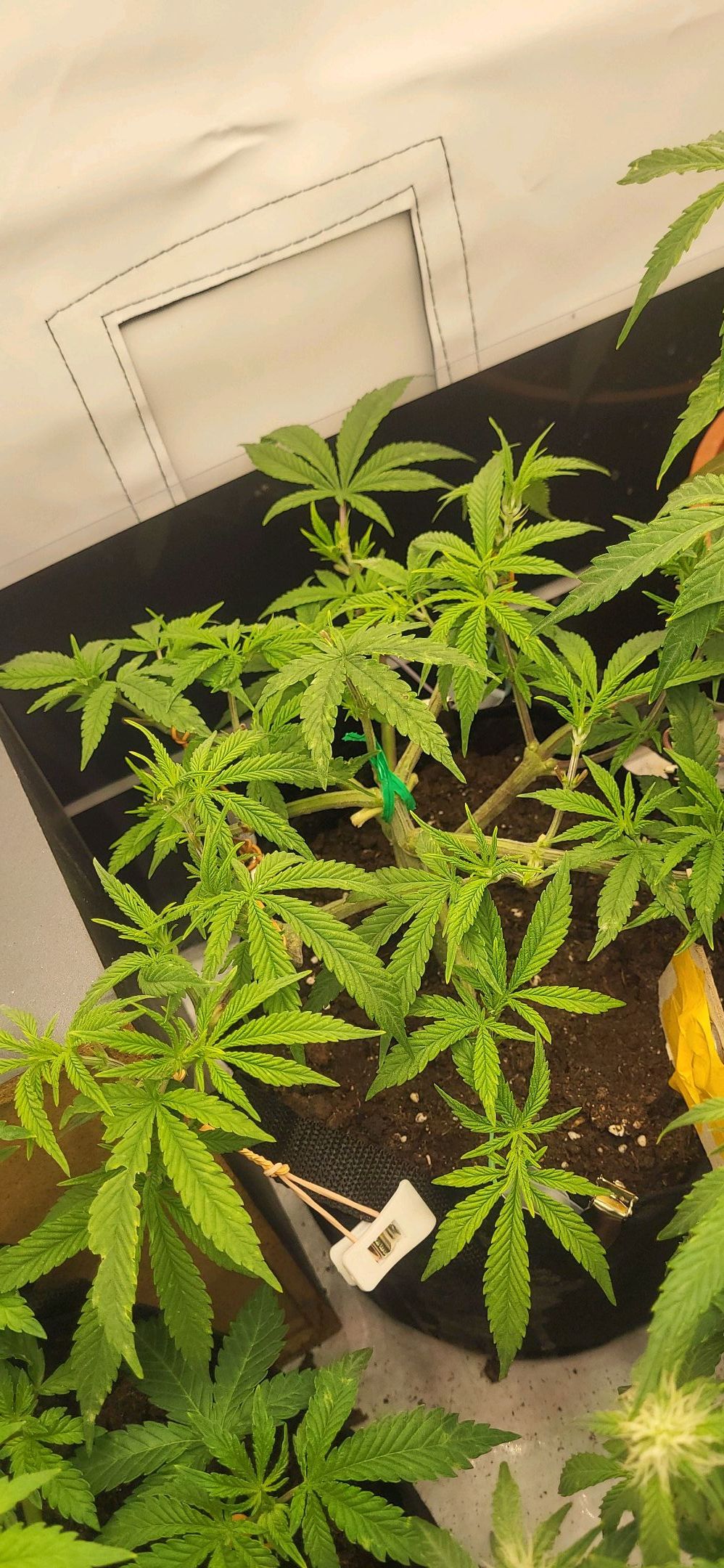 Die Königin growlog photo 36