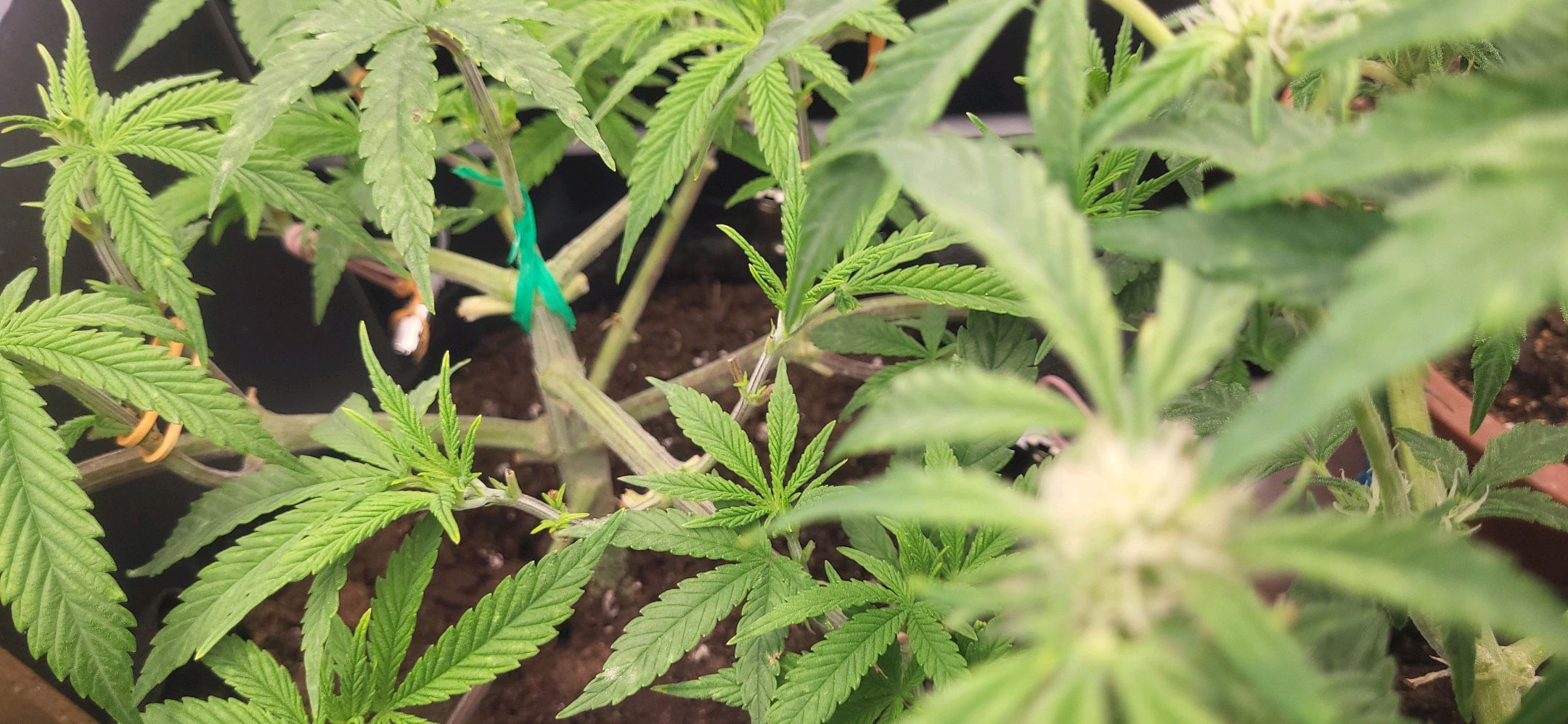 Die Königin growlog photo 35