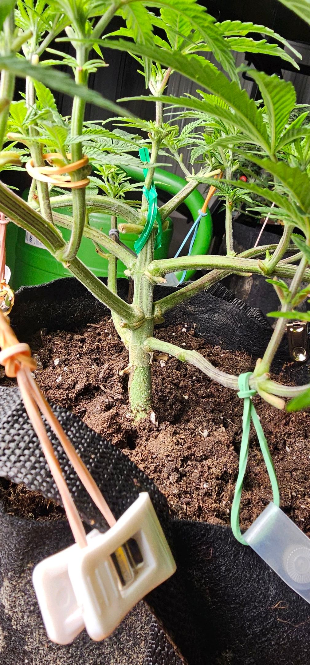 Die Königin growlog photo 37