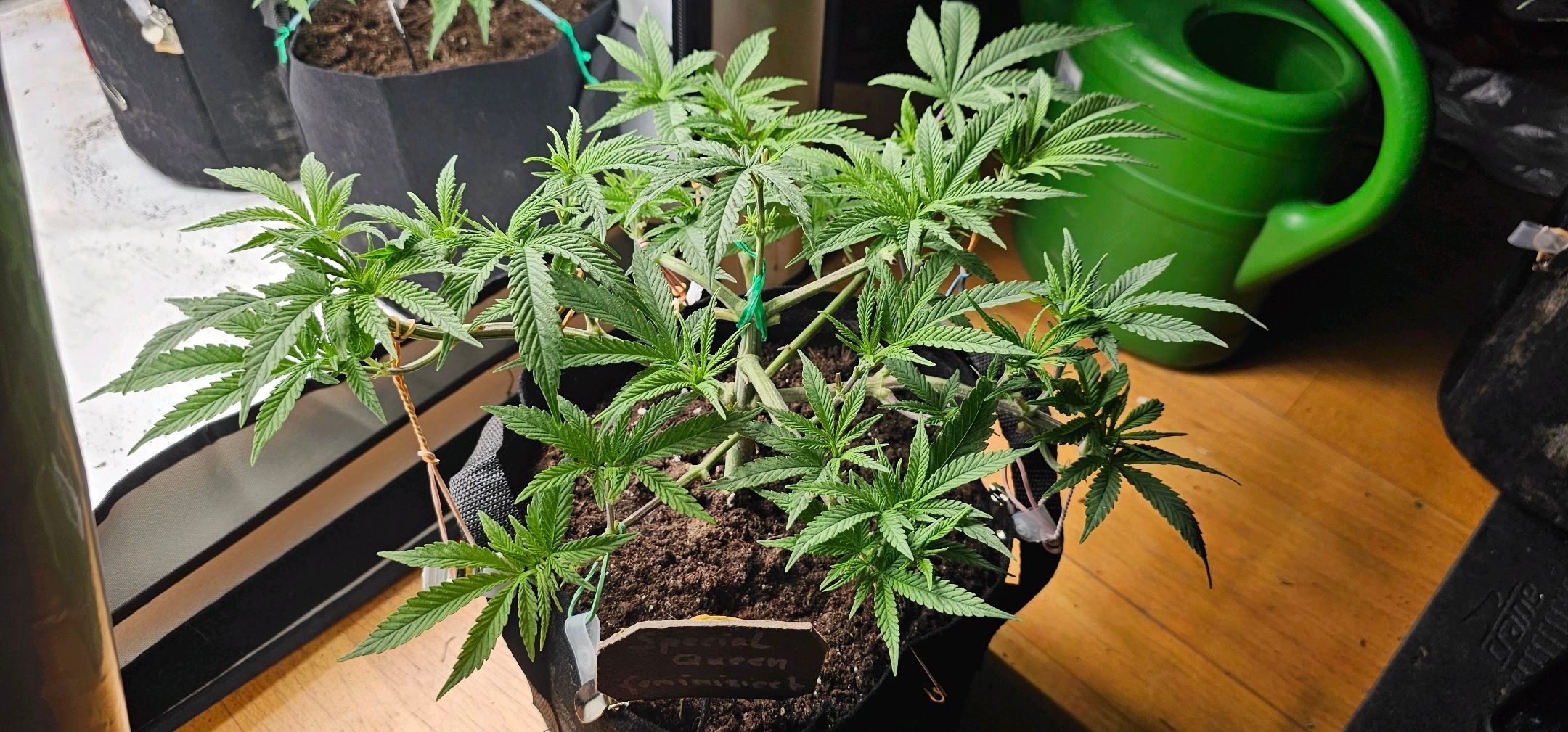 Die Königin growlog photo 39