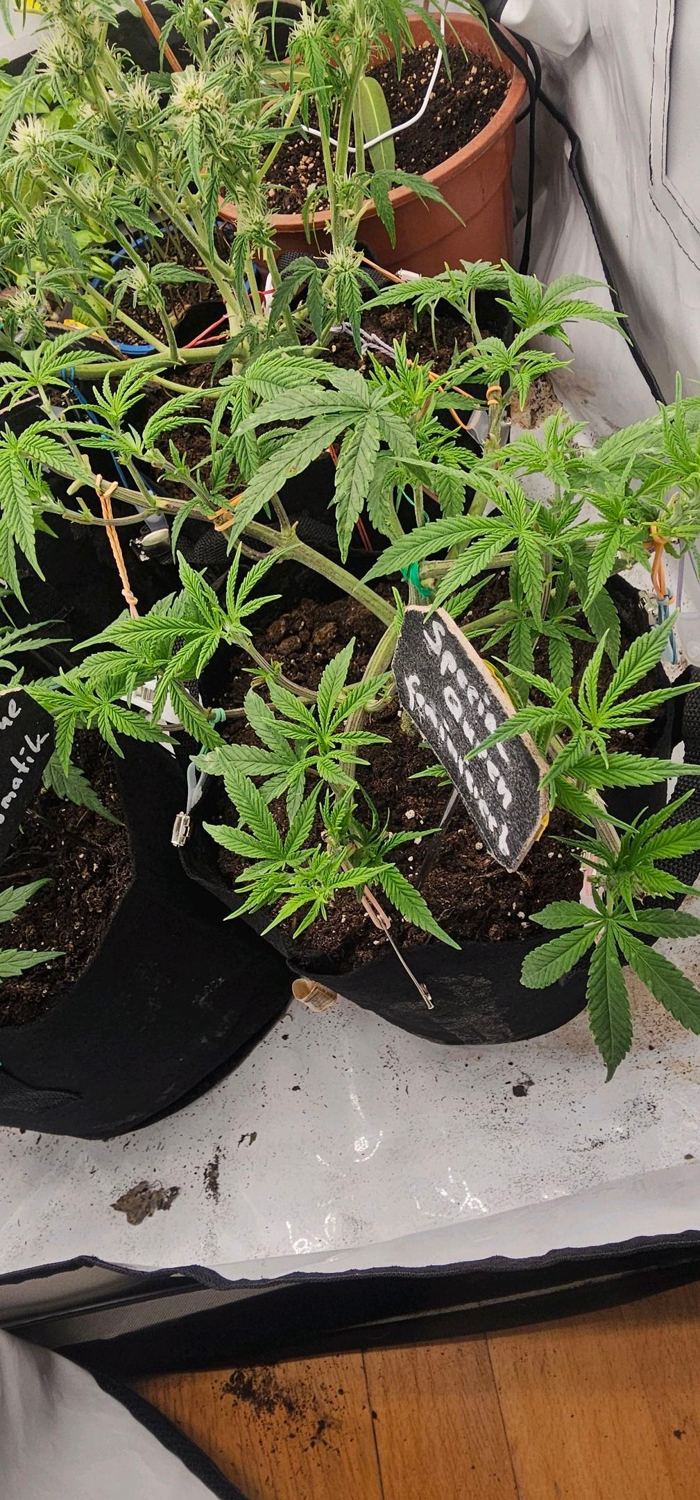 Die Königin growlog photo 38