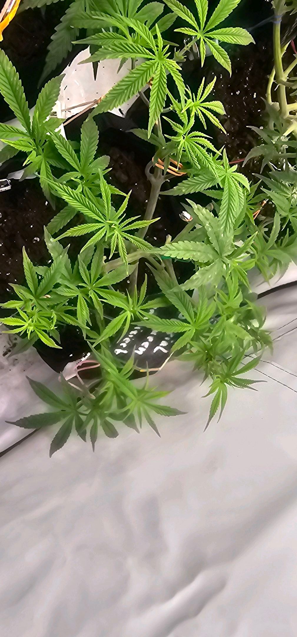 Die Königin growlog photo 40