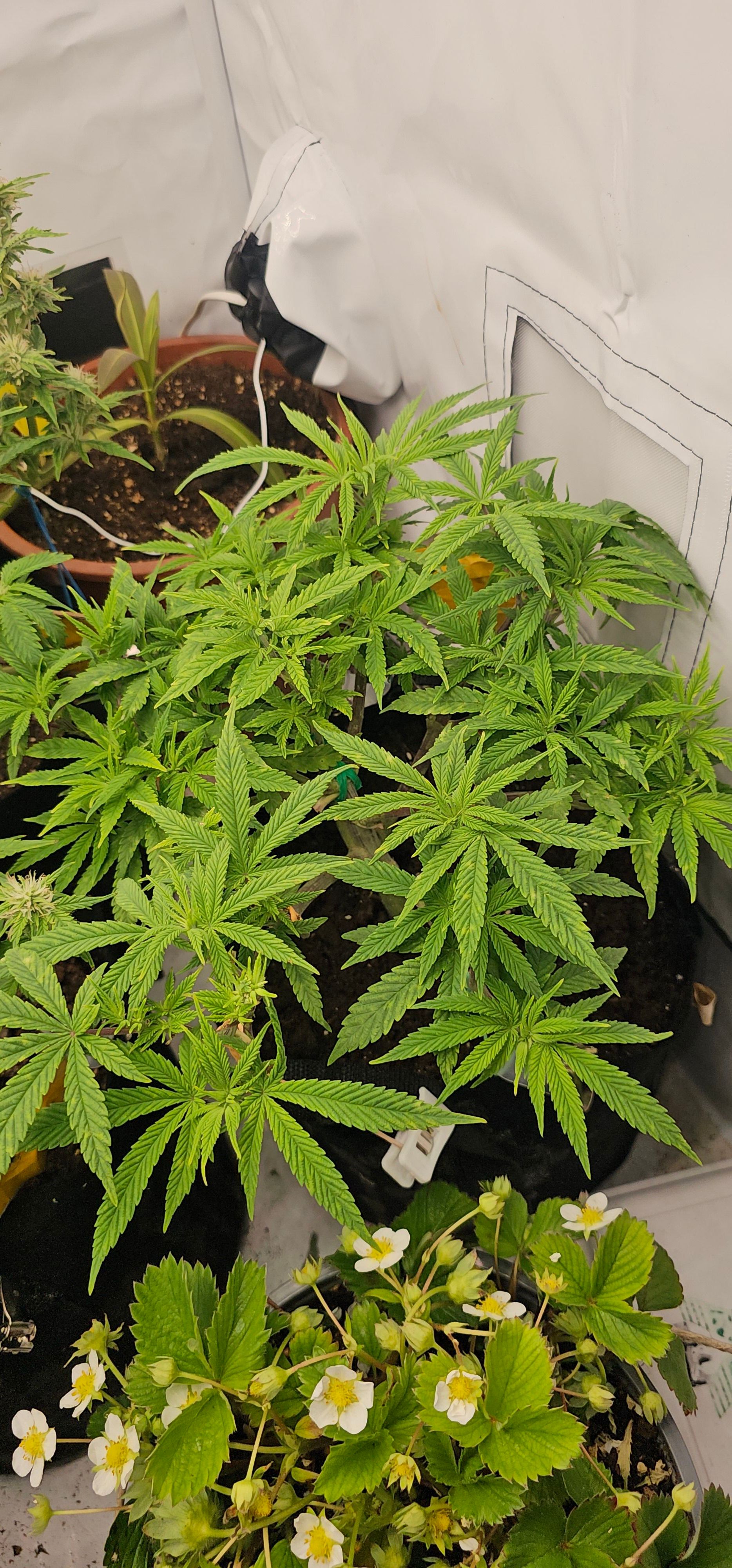 Die Königin growlog photo 42