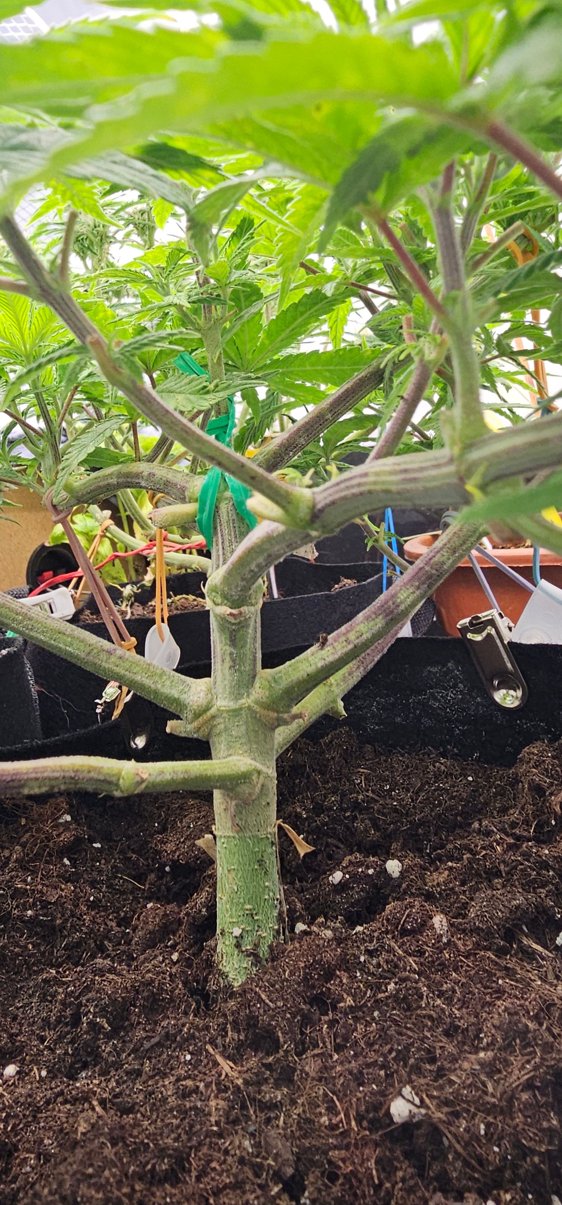 Die Königin growlog photo 43