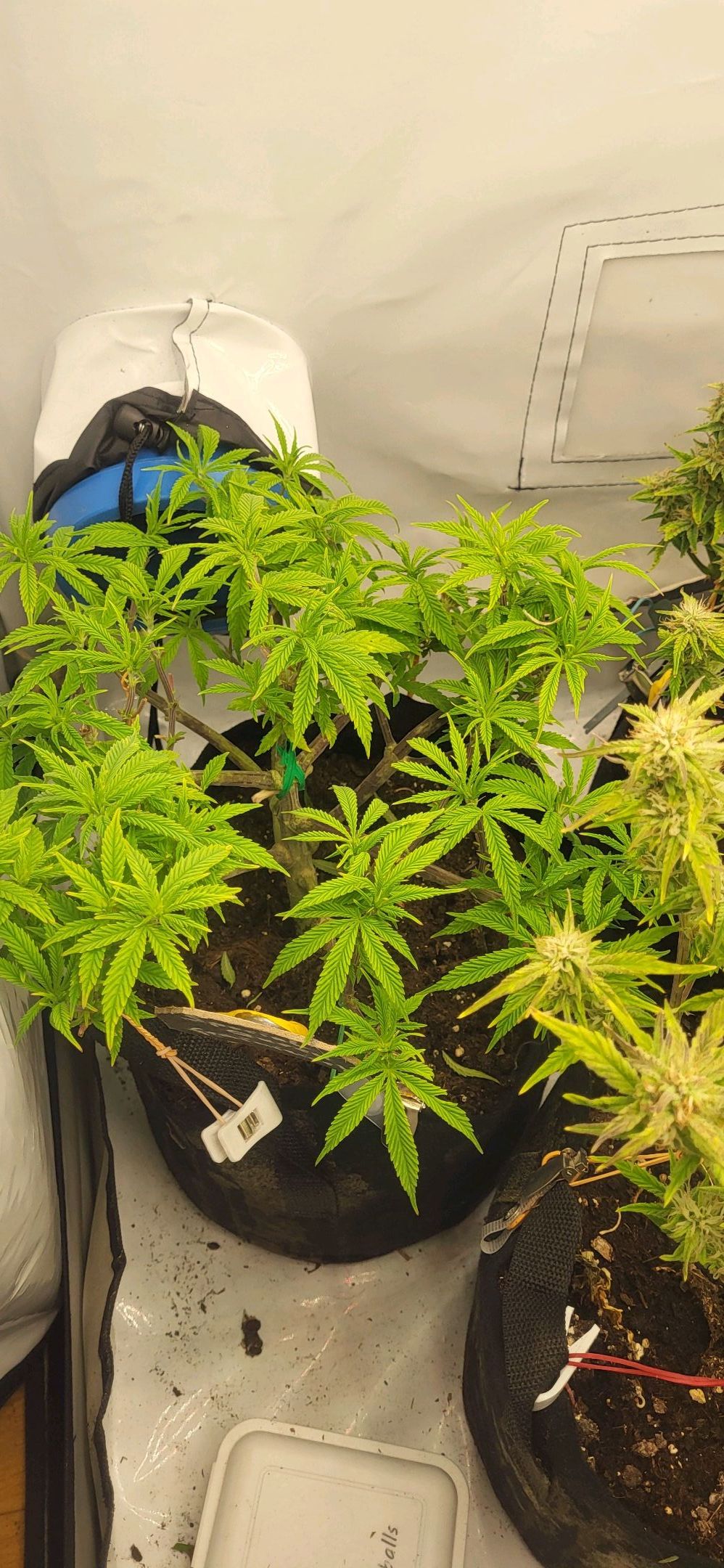 Die Königin growlog photo 44