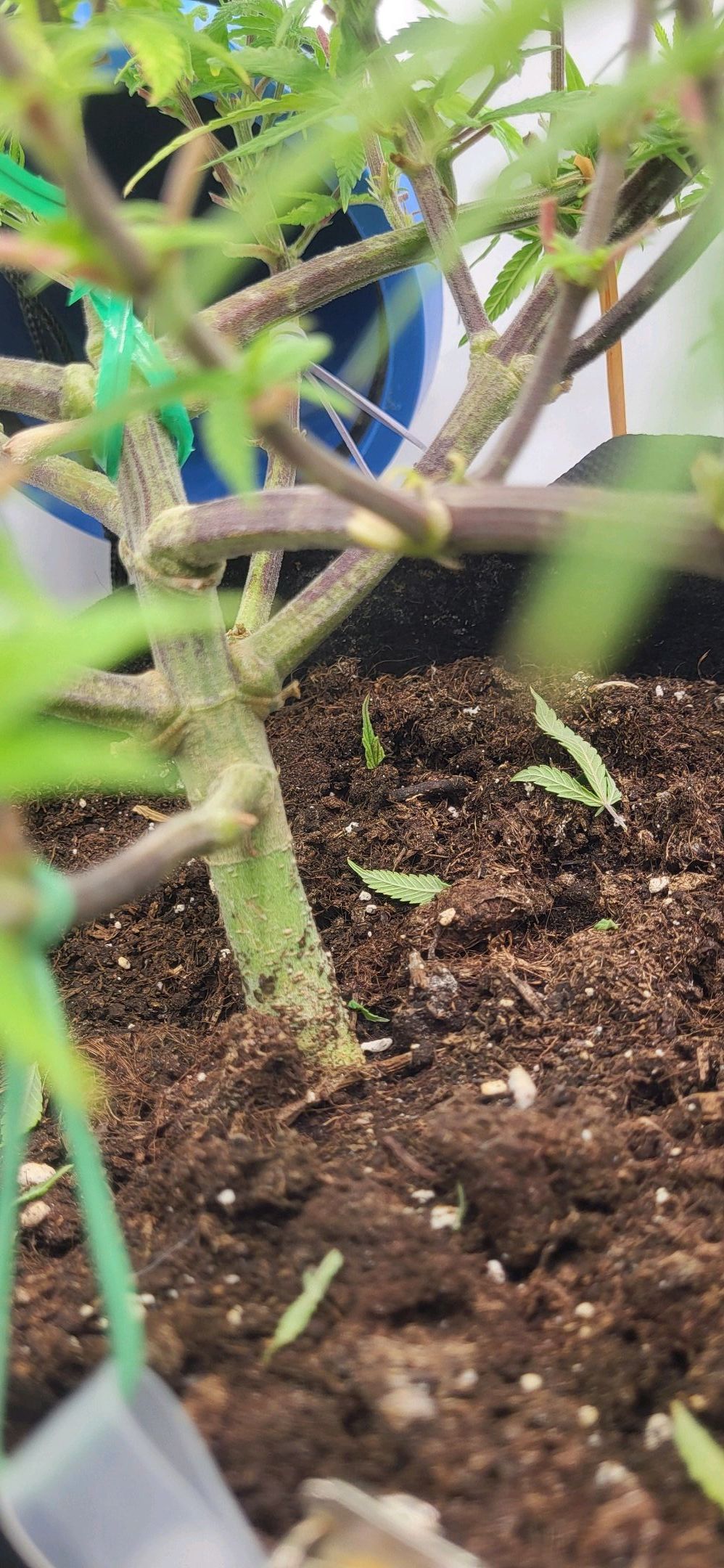 Die Königin growlog photo 45