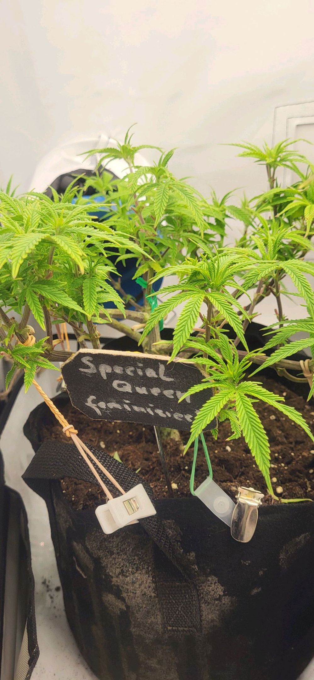 Die Königin growlog photo 46