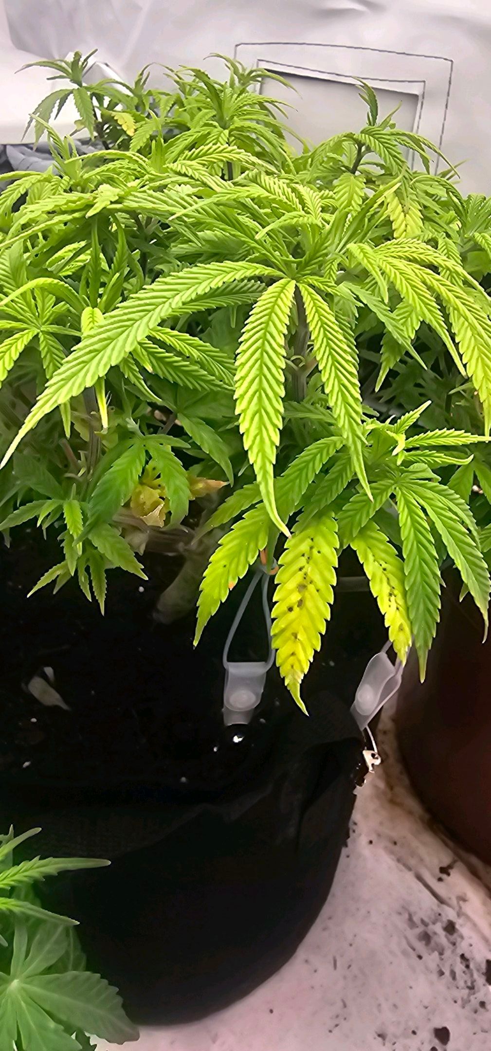 Die Königin growlog photo 48