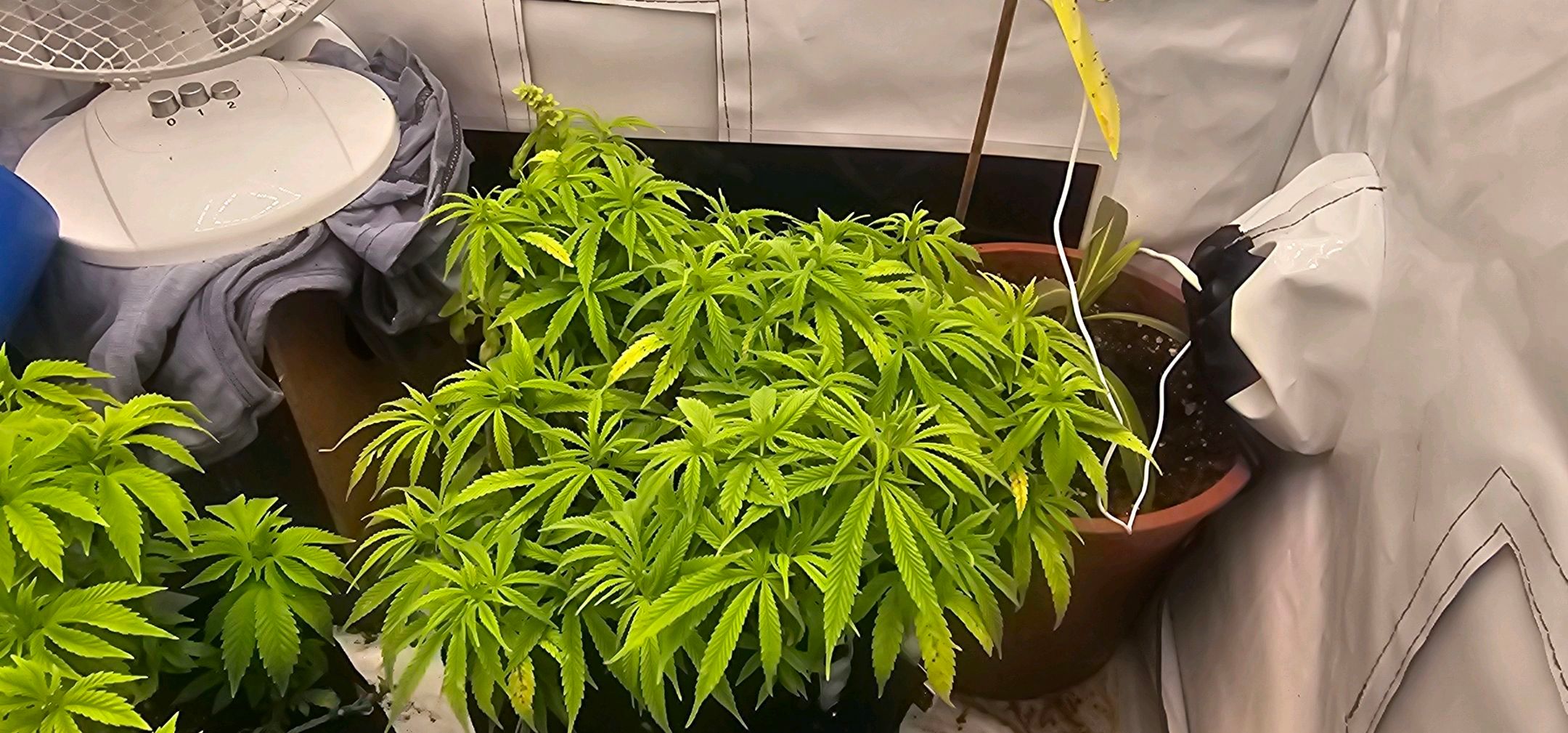 Die Königin growlog photo 47