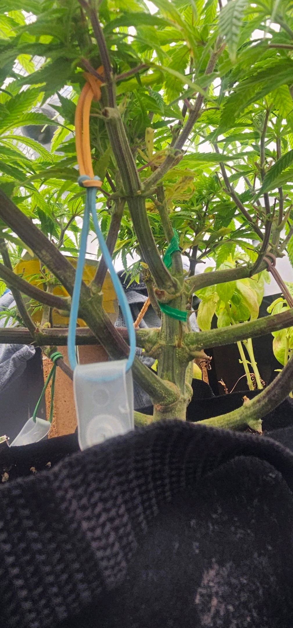 Die Königin growlog photo 49