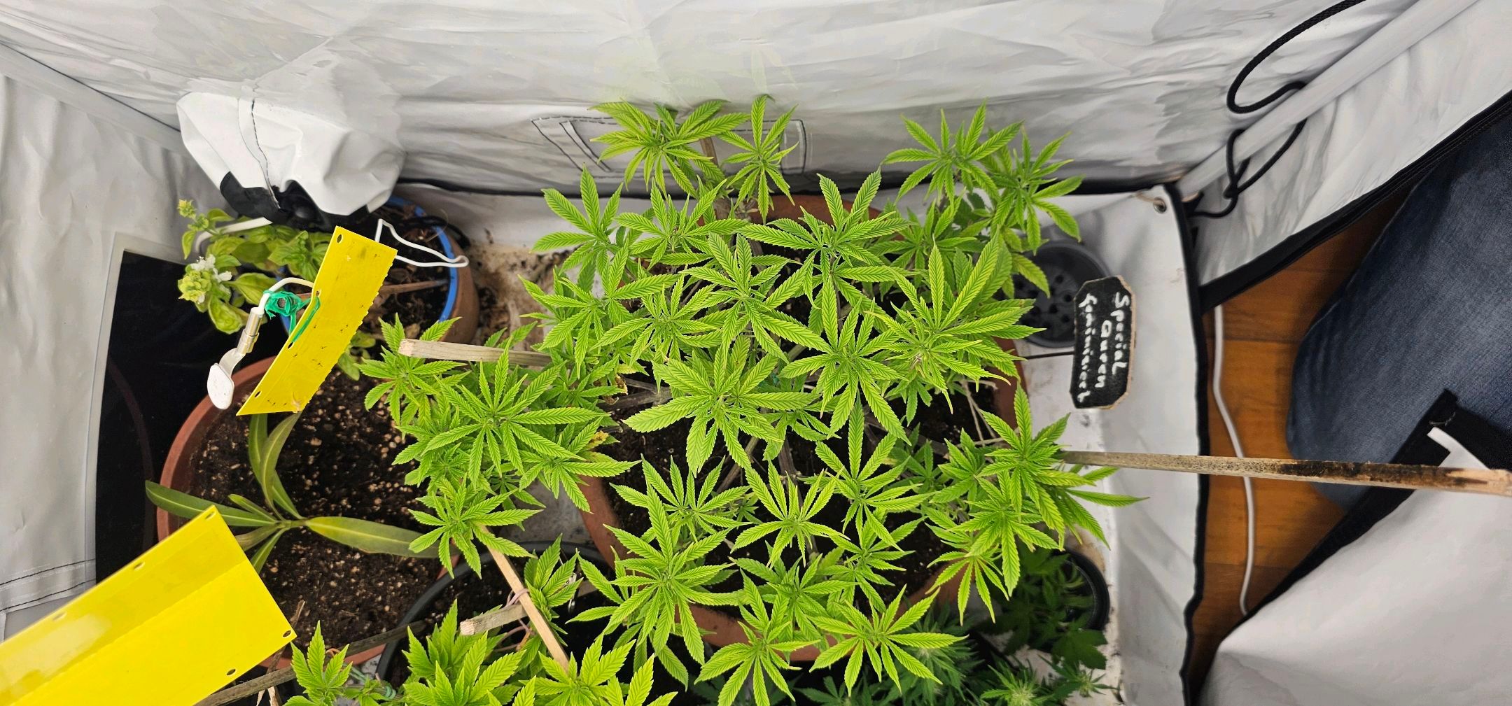 Die Königin growlog photo 50